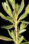 Hairy laurel <BR>Hairy wicky